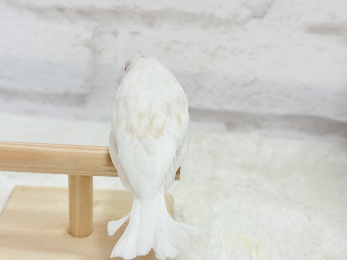 アルビノ文鳥