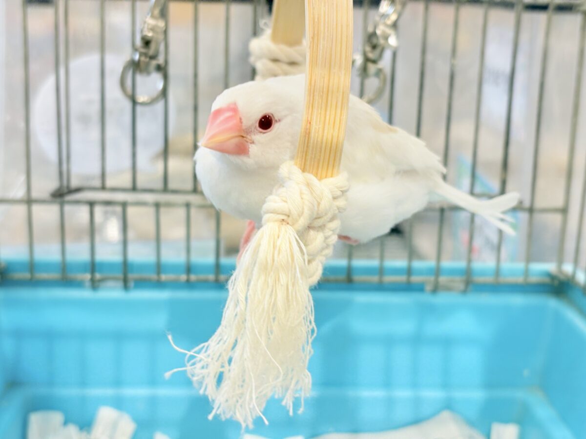 アルビノ文鳥