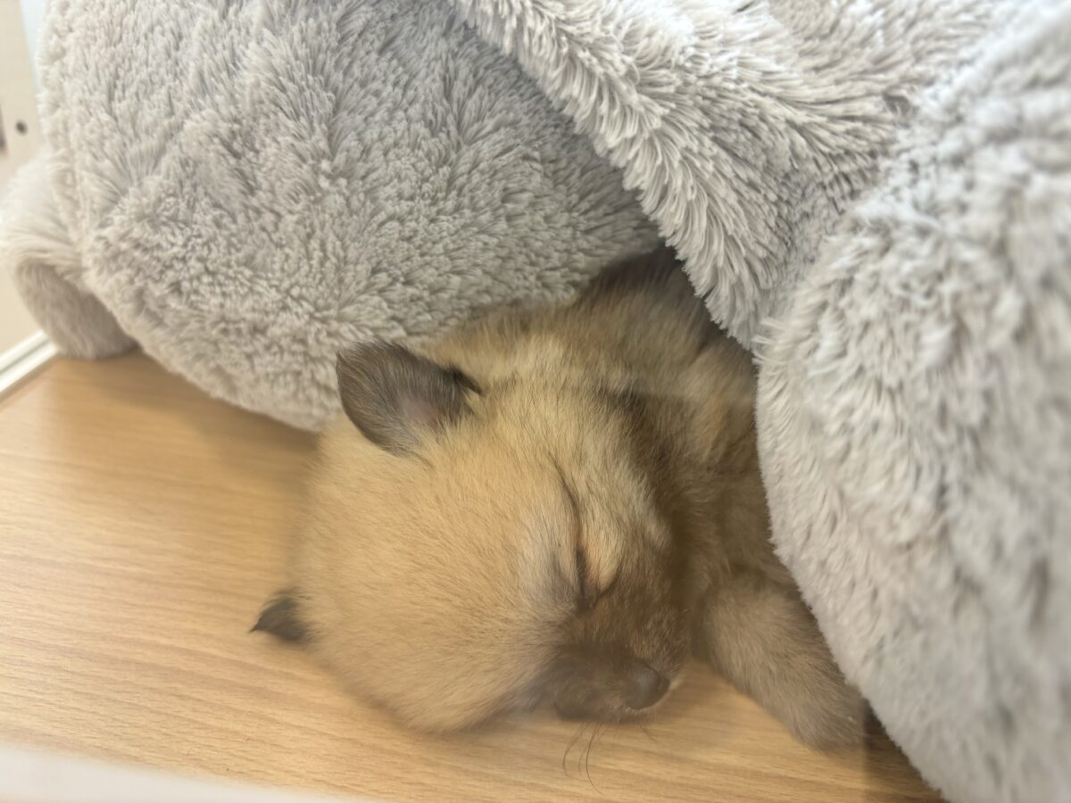 ポメラニアン