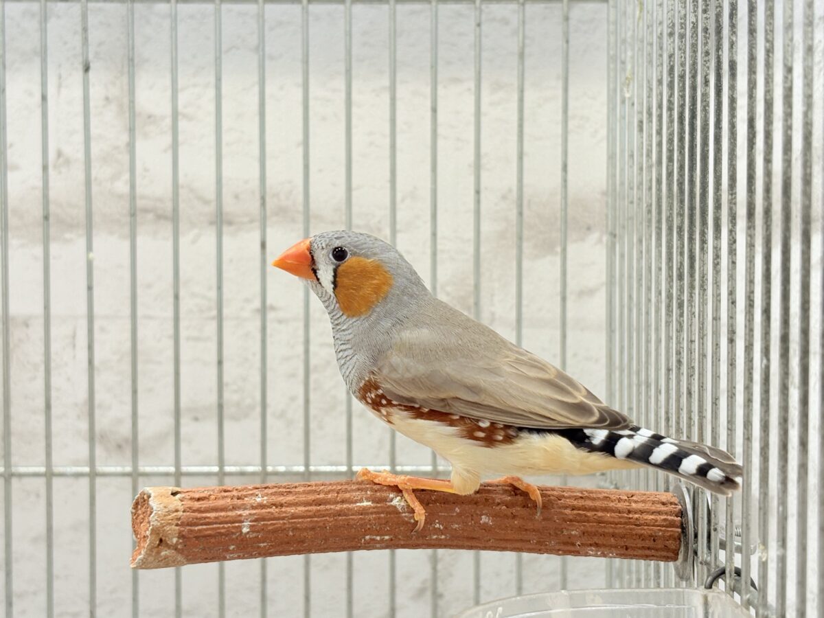錦花鳥（キンカチョウ）
