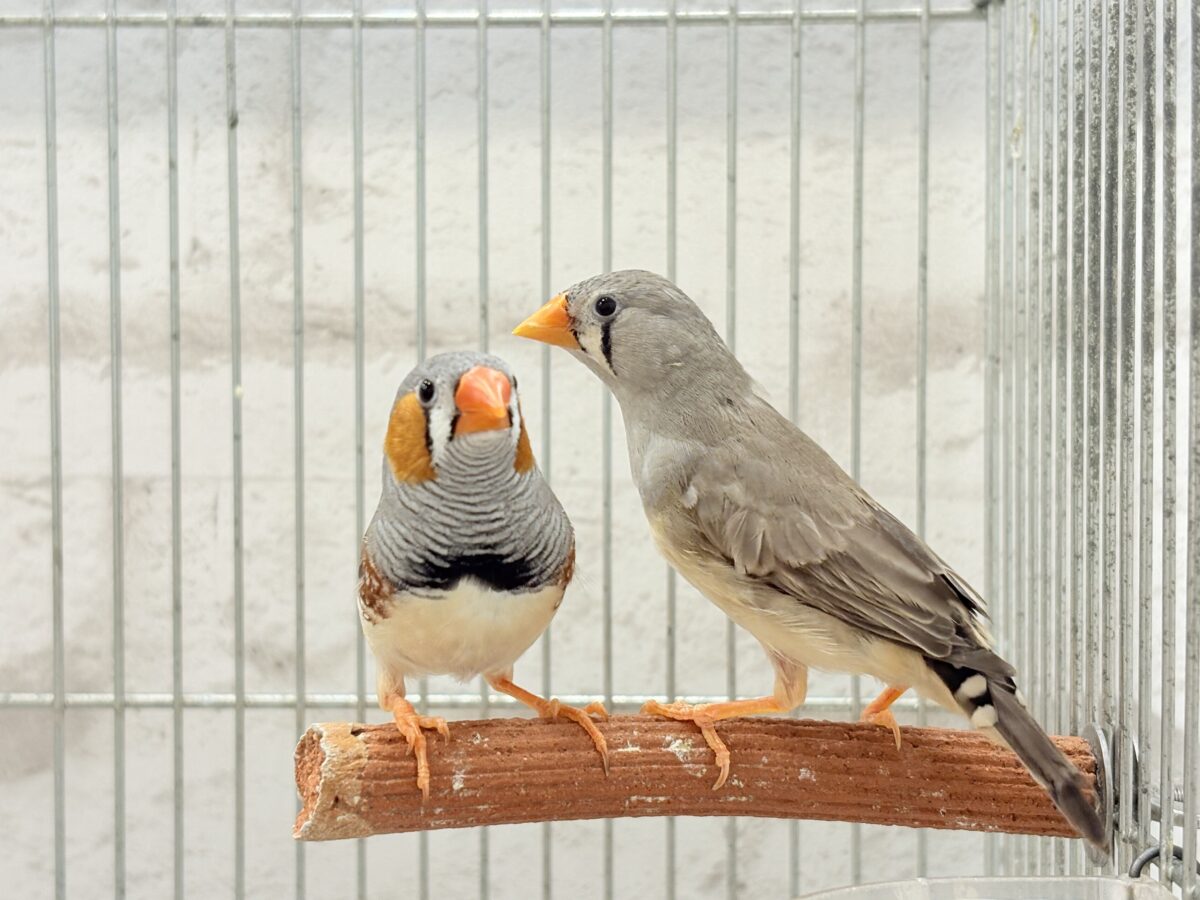 イメージカラーはオレンジ色かな!?🧡キンカチョウ ペア 錦花鳥(キンカチョウ)