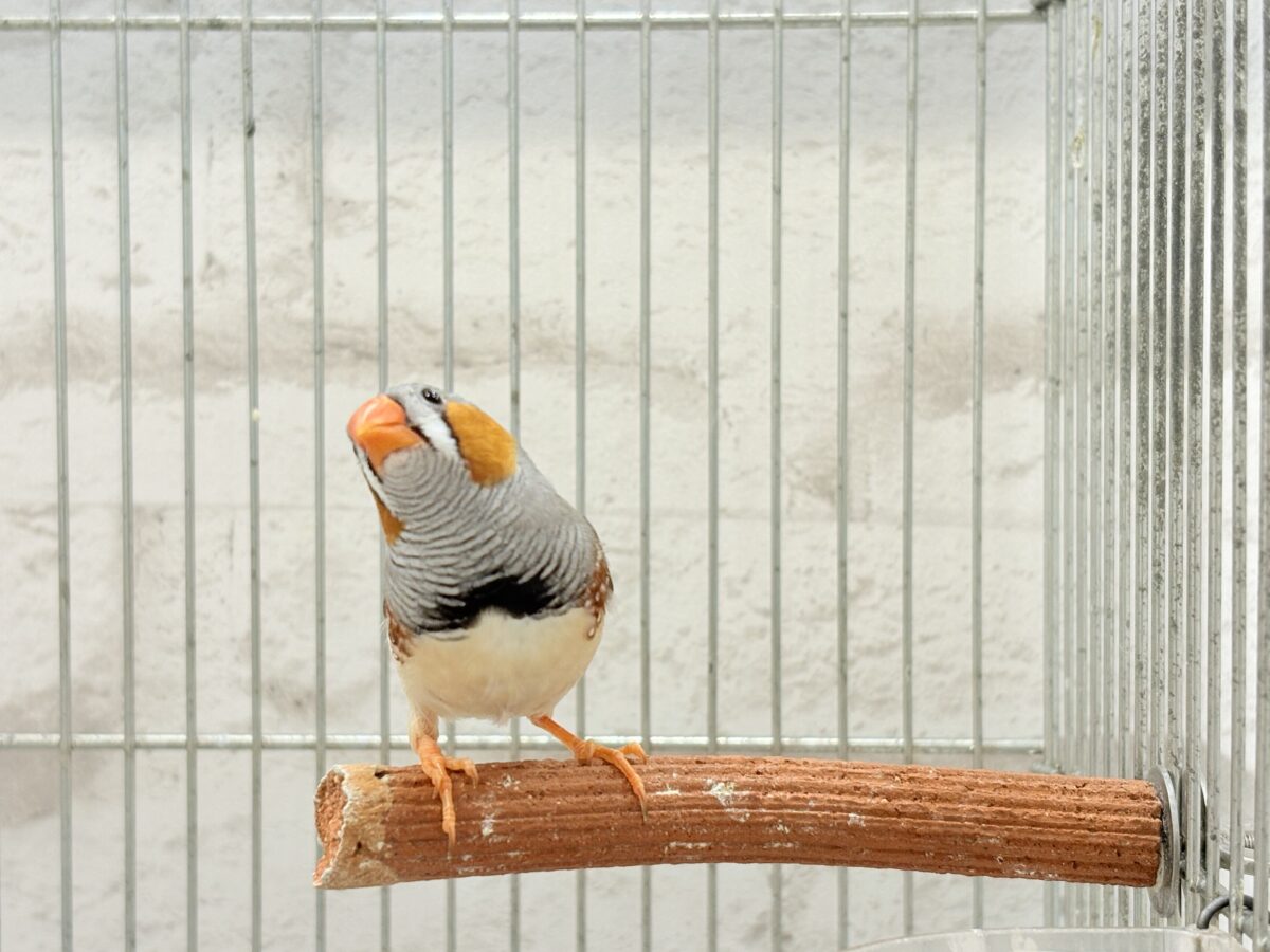錦花鳥（キンカチョウ）
