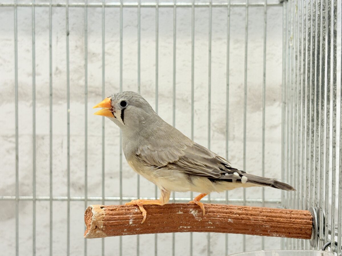 錦花鳥（キンカチョウ）