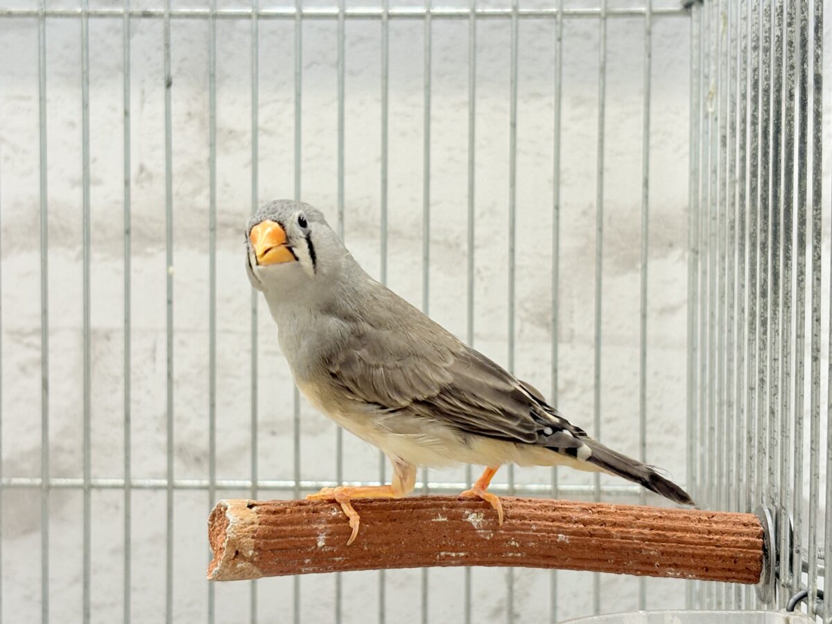 錦花鳥（キンカチョウ）