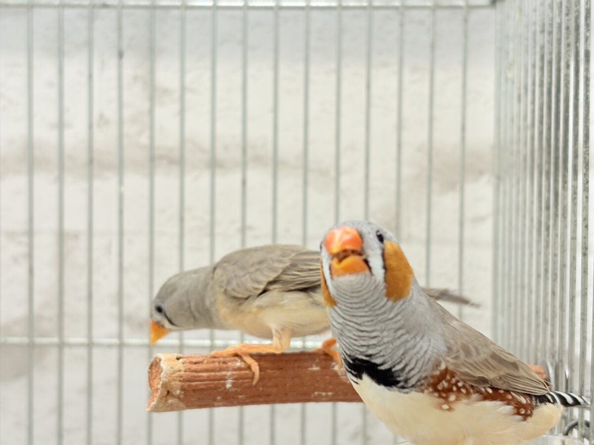 イメージカラーはオレンジ色かな!?🧡キンカチョウ ペア 錦花鳥(キンカチョウ)