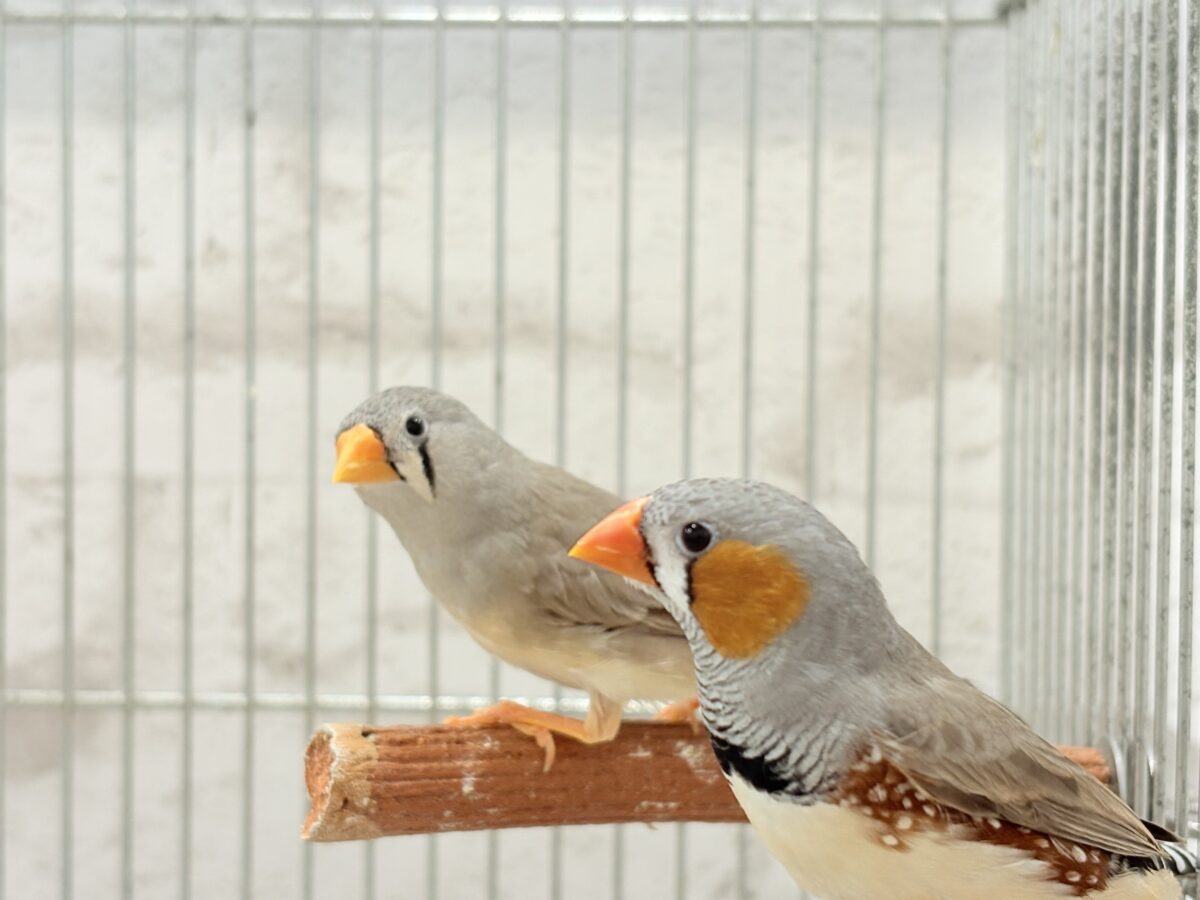 錦花鳥（キンカチョウ）