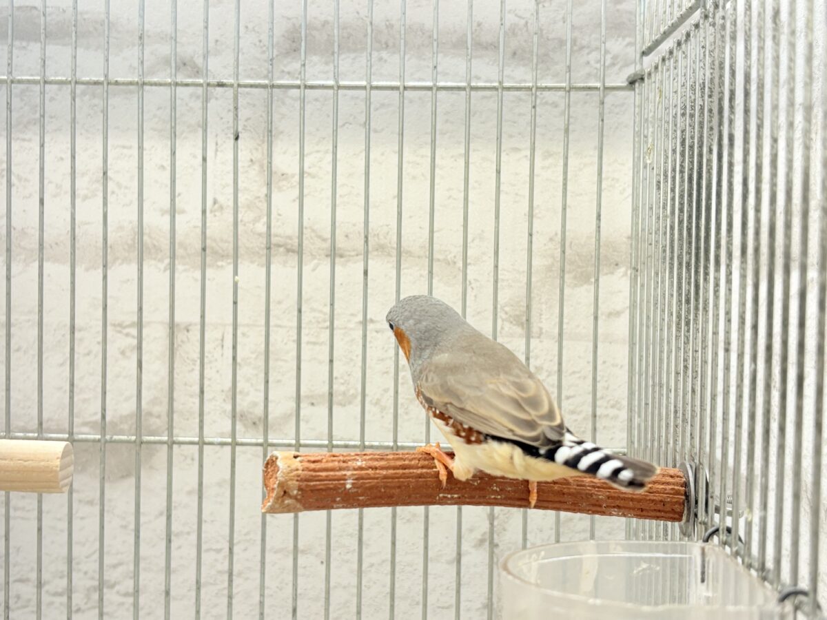 イメージカラーはオレンジ色かな!?🧡キンカチョウ ペア 錦花鳥(キンカチョウ)