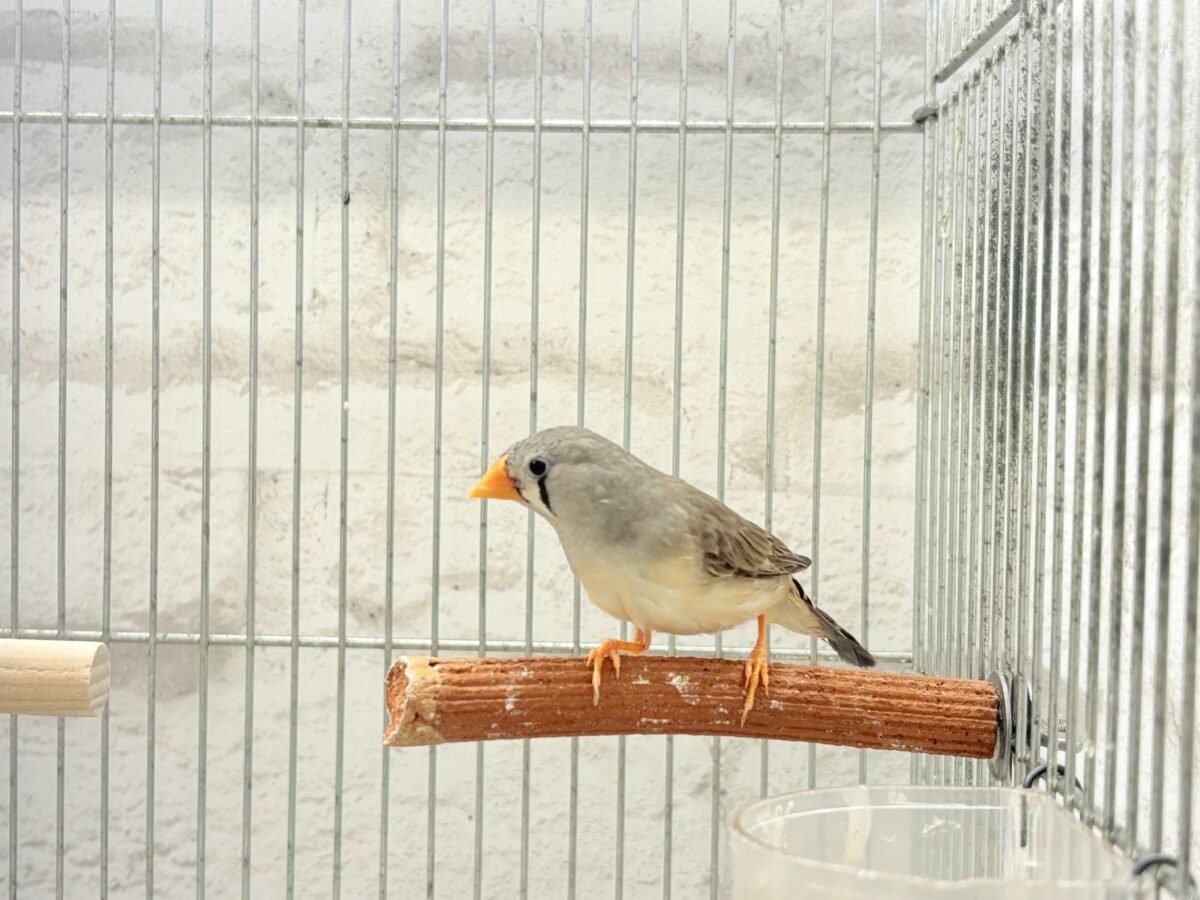 錦花鳥（キンカチョウ）