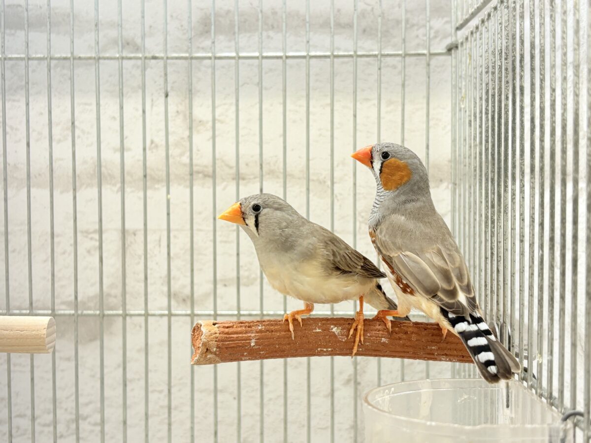 イメージカラーはオレンジ色かな!?🧡キンカチョウ ペア 錦花鳥(キンカチョウ)