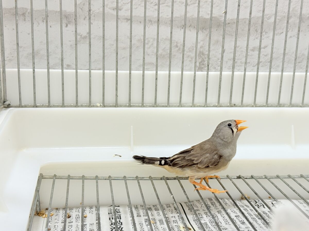 錦花鳥（キンカチョウ）