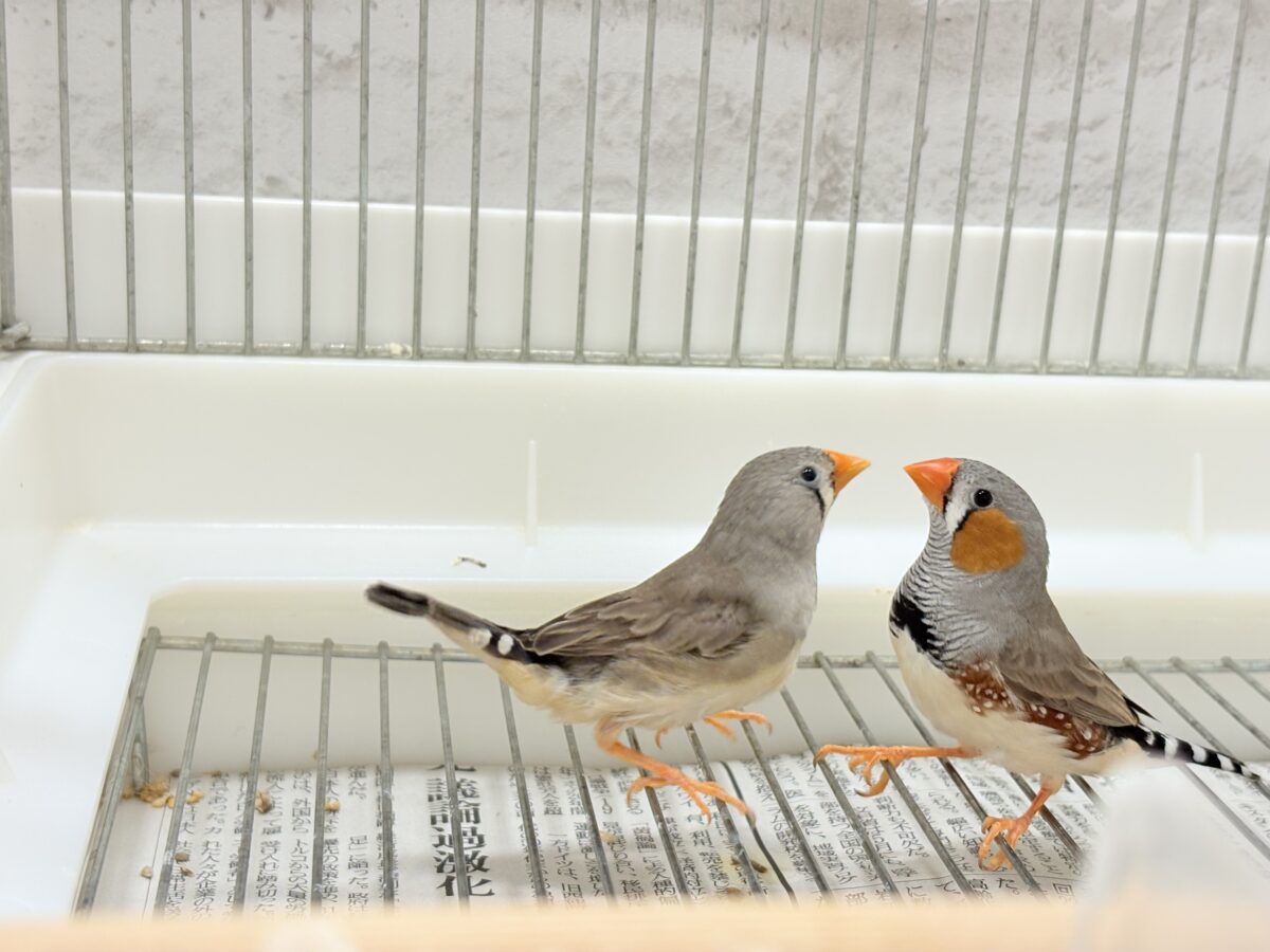 錦花鳥（キンカチョウ）