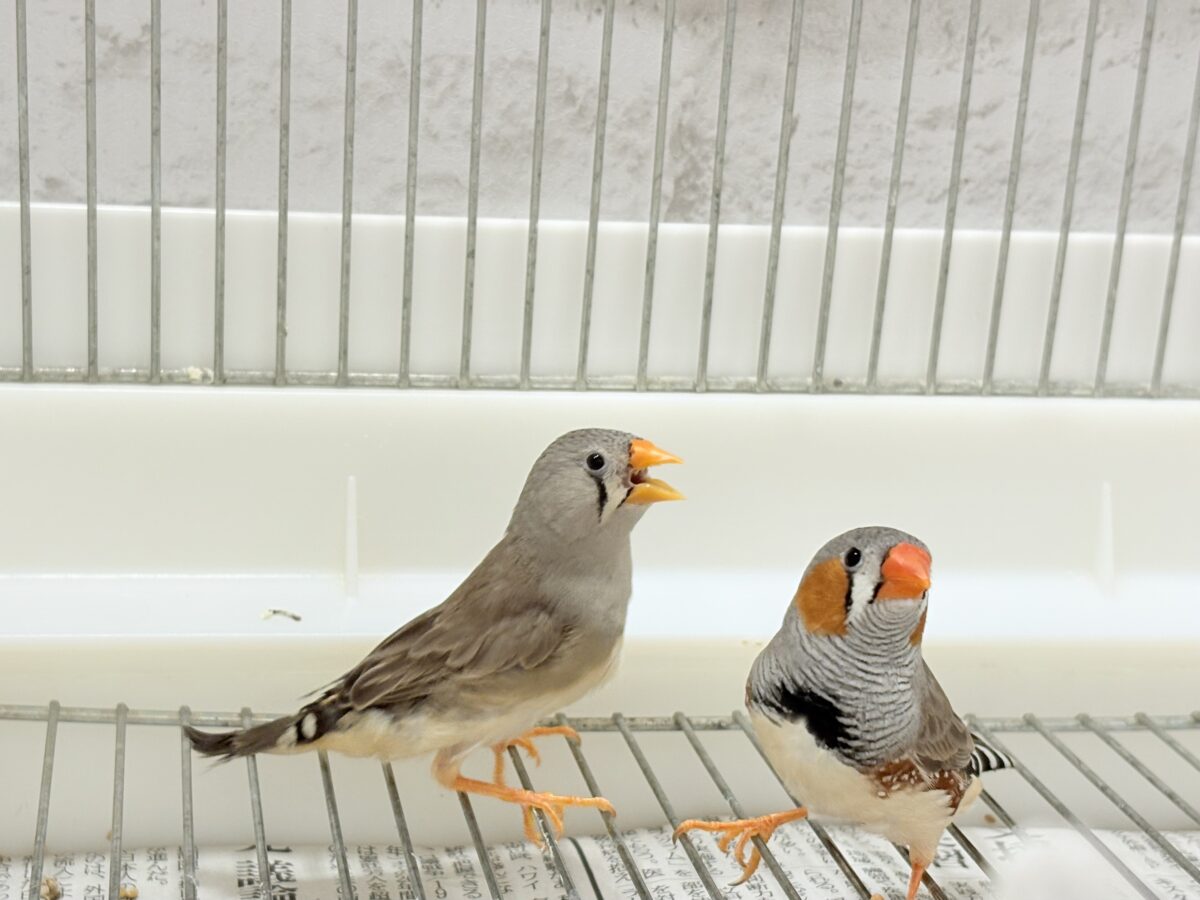 錦花鳥（キンカチョウ）