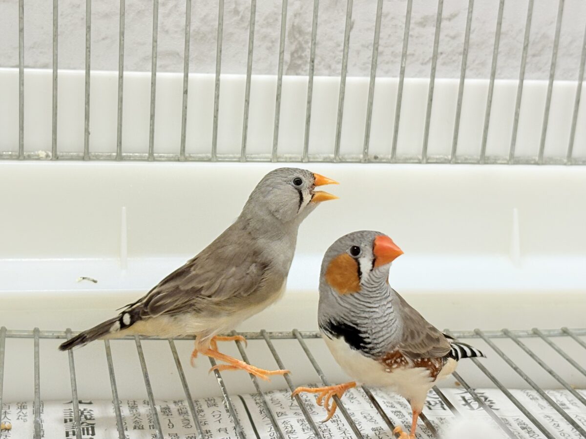 錦花鳥（キンカチョウ）