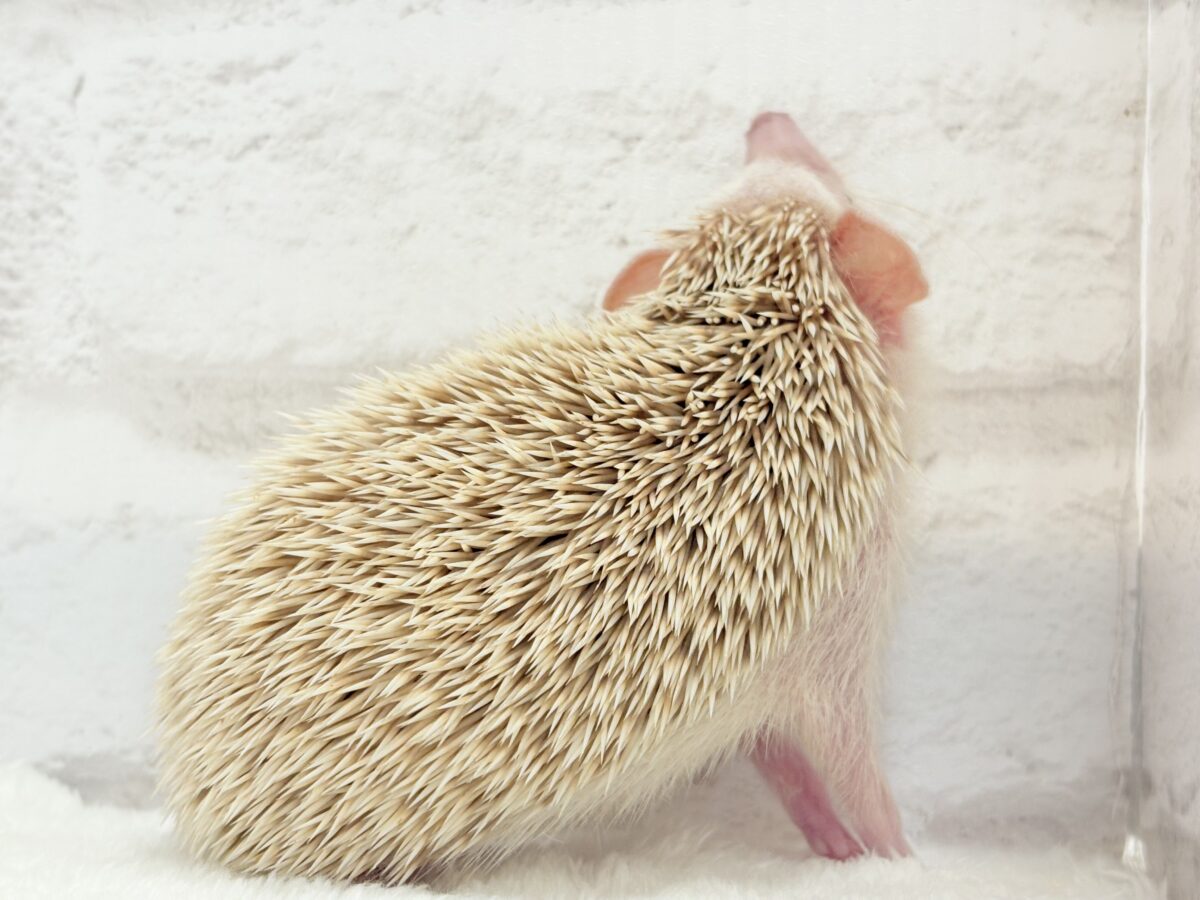 僕の冒険は始まったばかり🦔𓂃 ⸒⸒ ⸒⸒ハリネズミ(シナモン) 男の子 ハリネズミ(ヨツユビハリネズミ)