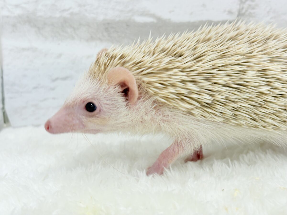僕の冒険は始まったばかり🦔𓂃 ⸒⸒ ⸒⸒ハリネズミ(シナモン) 男の子 ハリネズミ(ヨツユビハリネズミ)