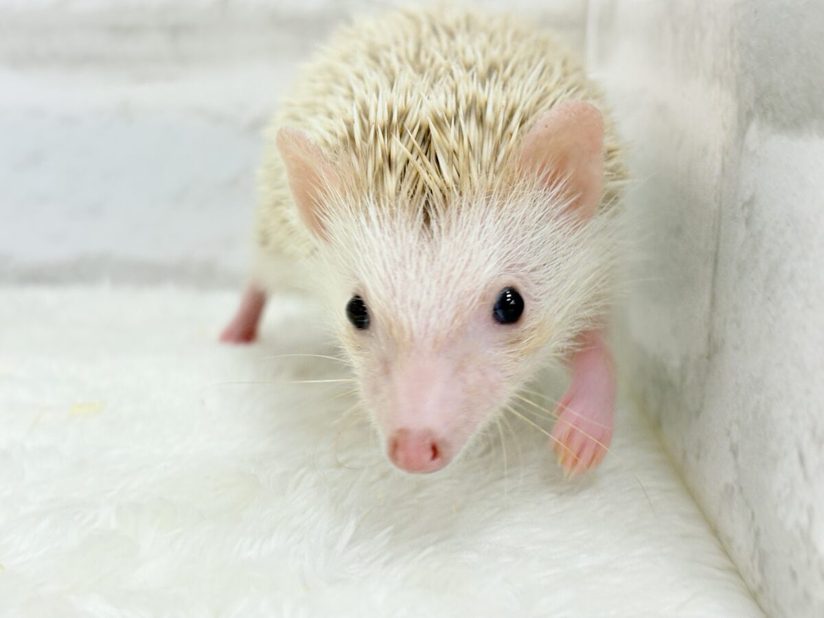 僕の冒険は始まったばかり🦔𓂃 ⸒⸒ ⸒⸒ハリネズミ(シナモン) 男の子 ハリネズミ(ヨツユビハリネズミ)