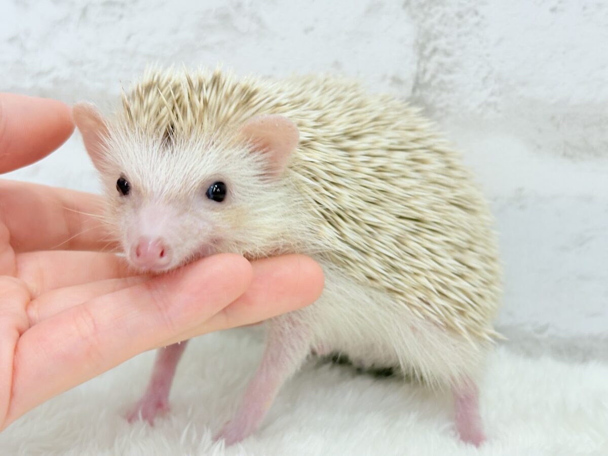 僕の冒険は始まったばかり🦔𓂃 ⸒⸒ ⸒⸒ハリネズミ(シナモン) 男の子 ハリネズミ(ヨツユビハリネズミ)