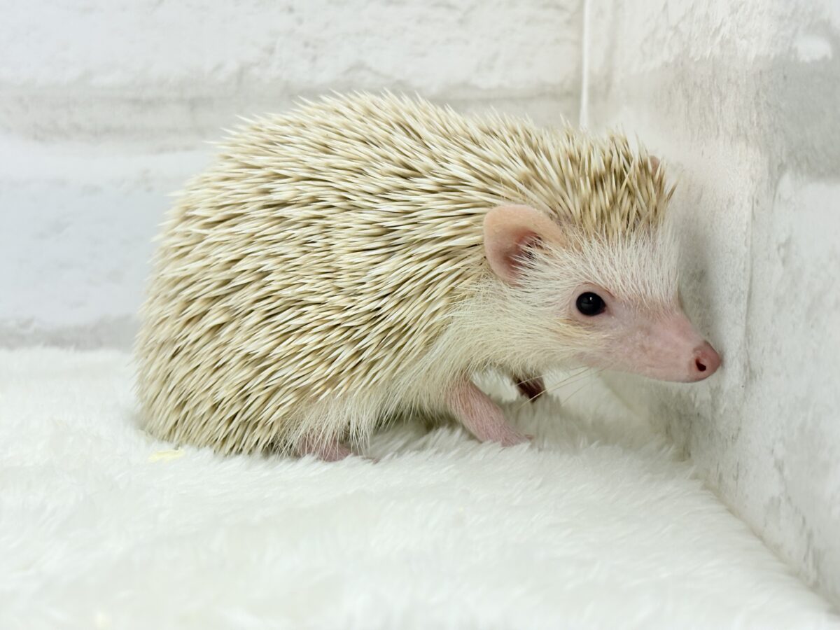 僕の冒険は始まったばかり🦔𓂃 ⸒⸒ ⸒⸒ハリネズミ(シナモン) 男の子 ハリネズミ(ヨツユビハリネズミ)