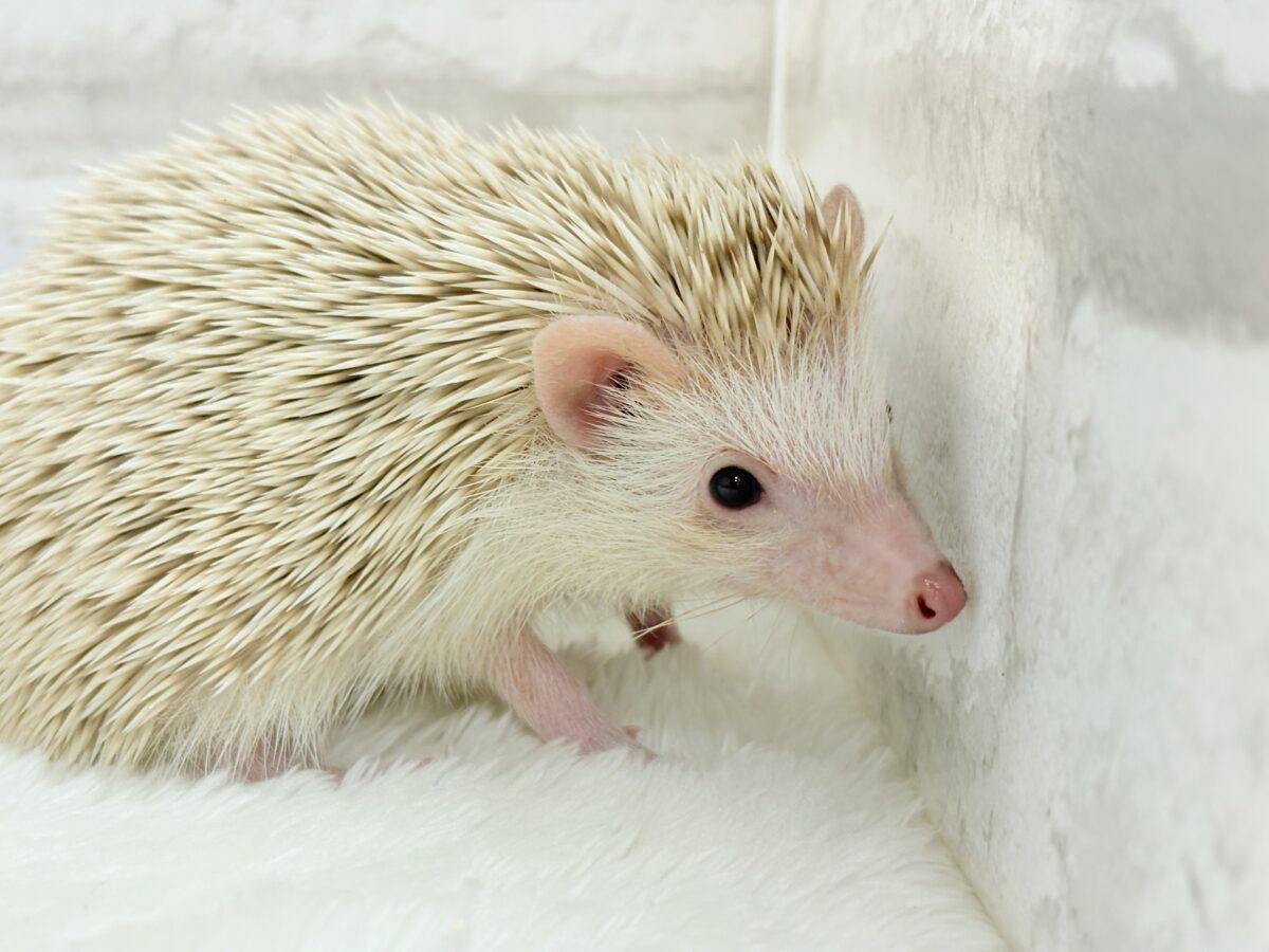 僕の冒険は始まったばかり🦔𓂃 ⸒⸒ ⸒⸒ハリネズミ(シナモン) 男の子 ハリネズミ(ヨツユビハリネズミ)