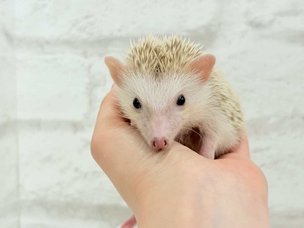 僕の冒険は始まったばかり🦔𓂃 ⸒⸒ ⸒⸒ハリネズミ(シナモン) 男の子 ハリネズミ(ヨツユビハリネズミ)