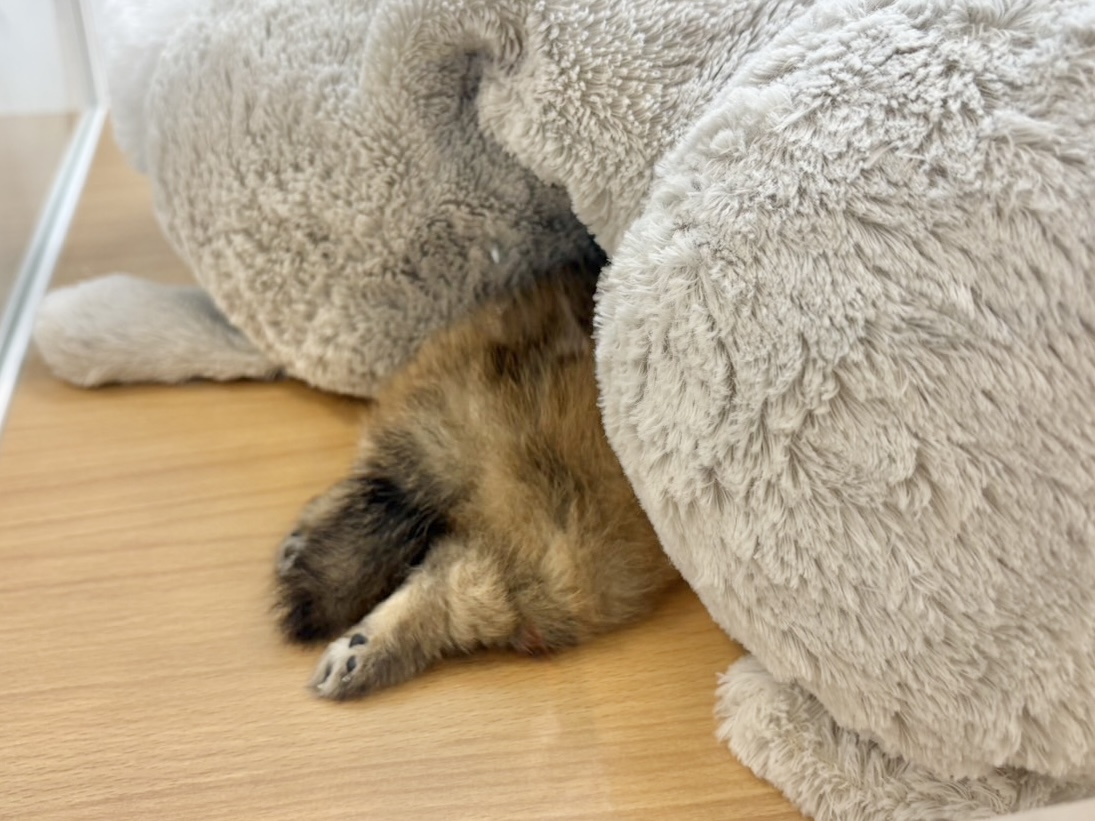 ポメラニアン