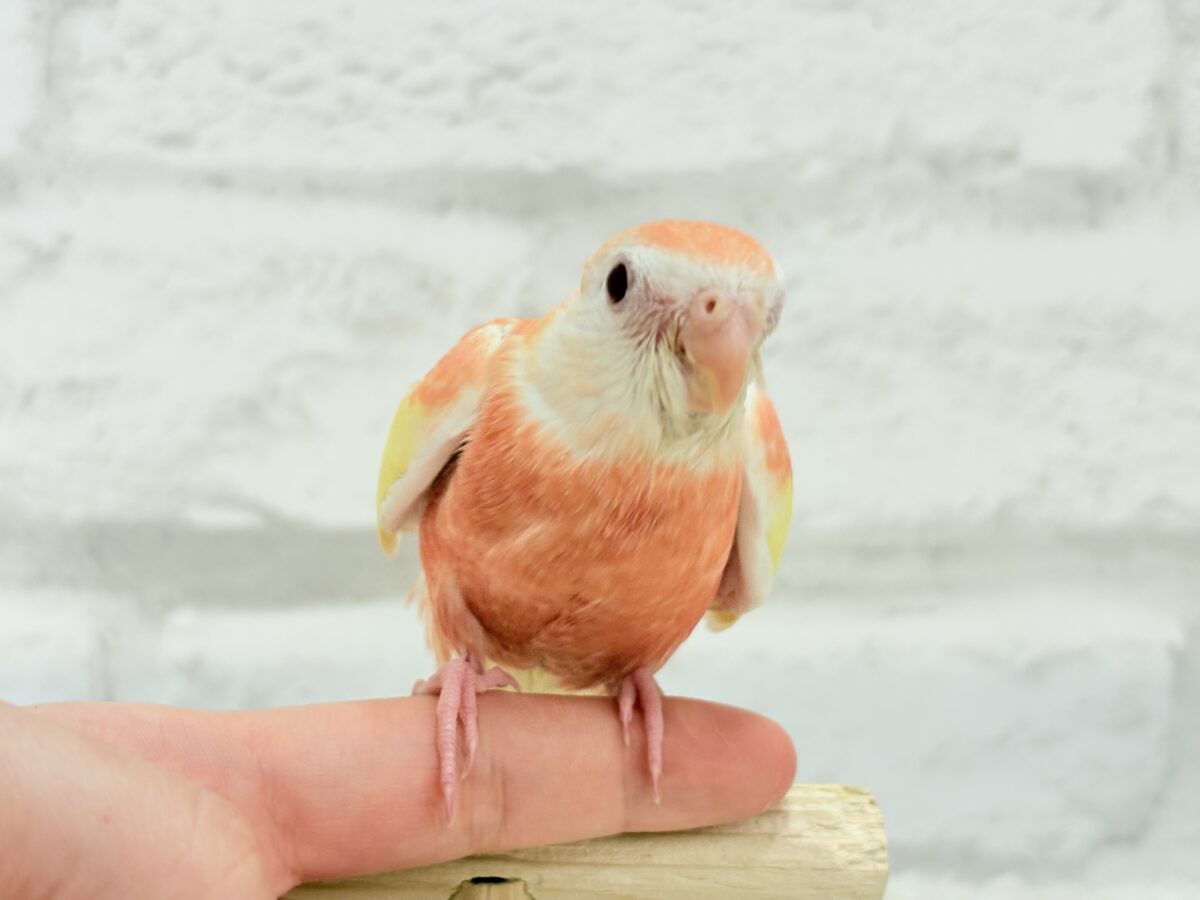 アキクサインコ（秋草インコ）