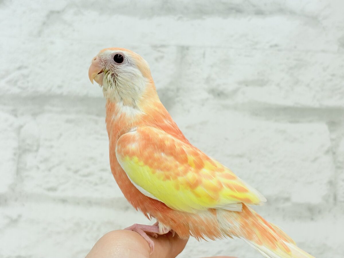 アキクサインコ（秋草インコ）