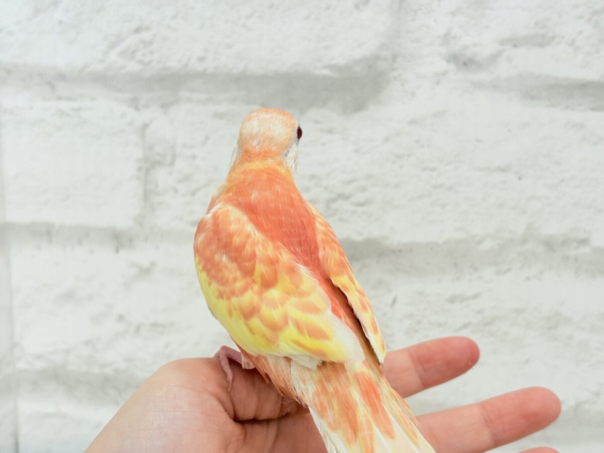 【最新画像更新🪄ひとり餌になりました☆】透明感たっぷり♡高嶺の存在感🌷アキクサインコ(ルビノー) ヒナ アキクサインコ(秋草インコ)