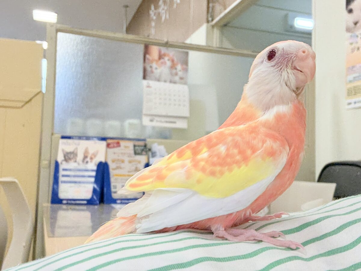 アキクサインコ（秋草インコ）