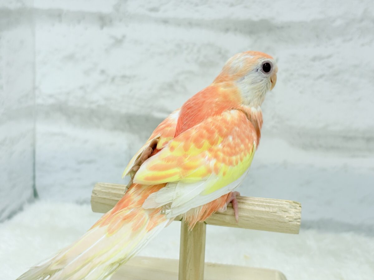 アキクサインコ（秋草インコ）