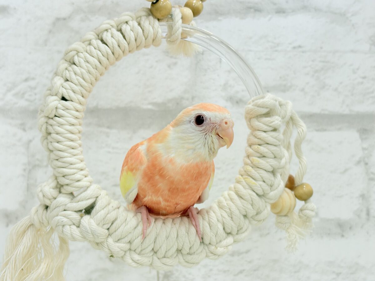 アキクサインコ（秋草インコ）