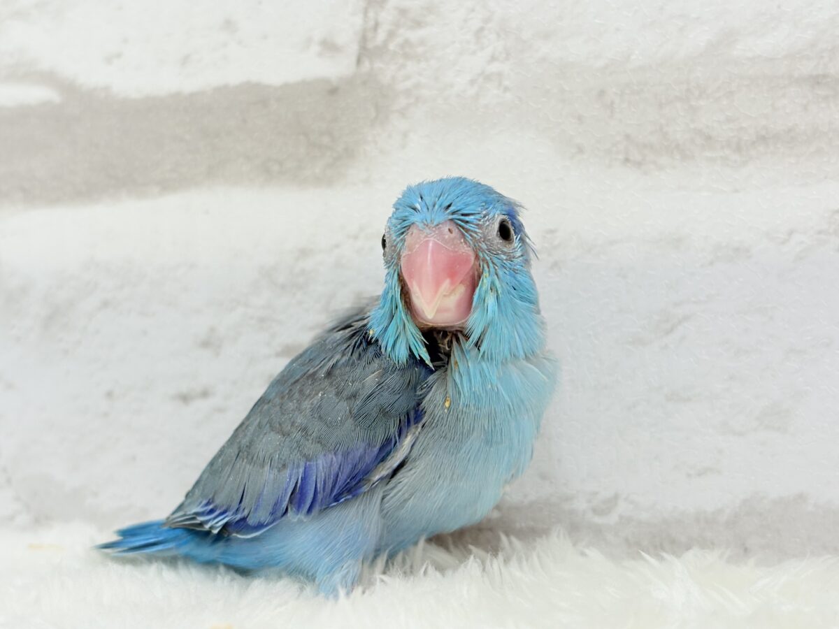 マメルリハ