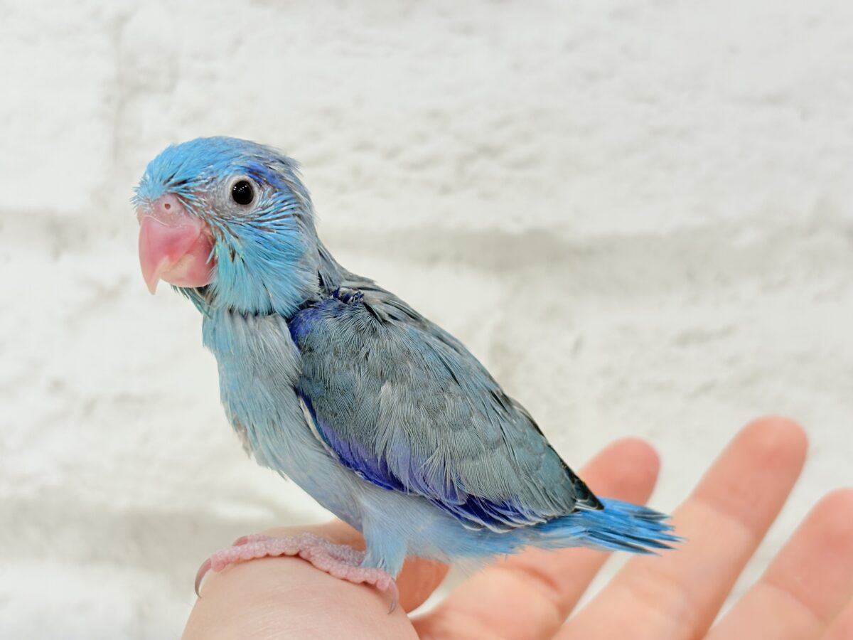 マメルリハ