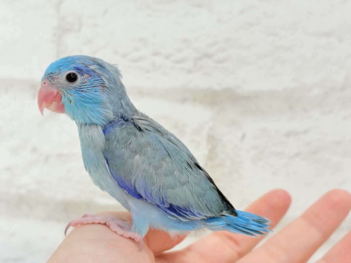マメルリハ