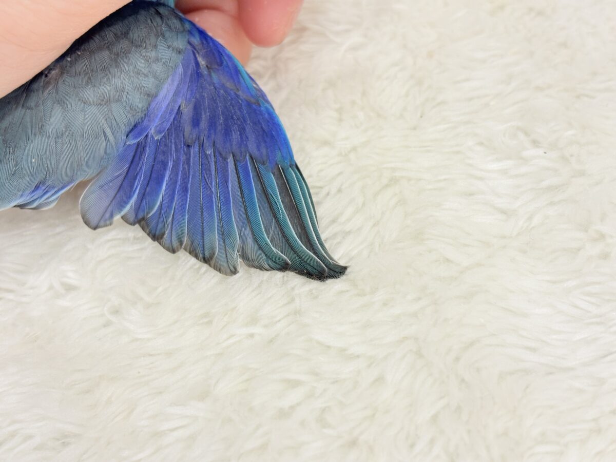 マメルリハ