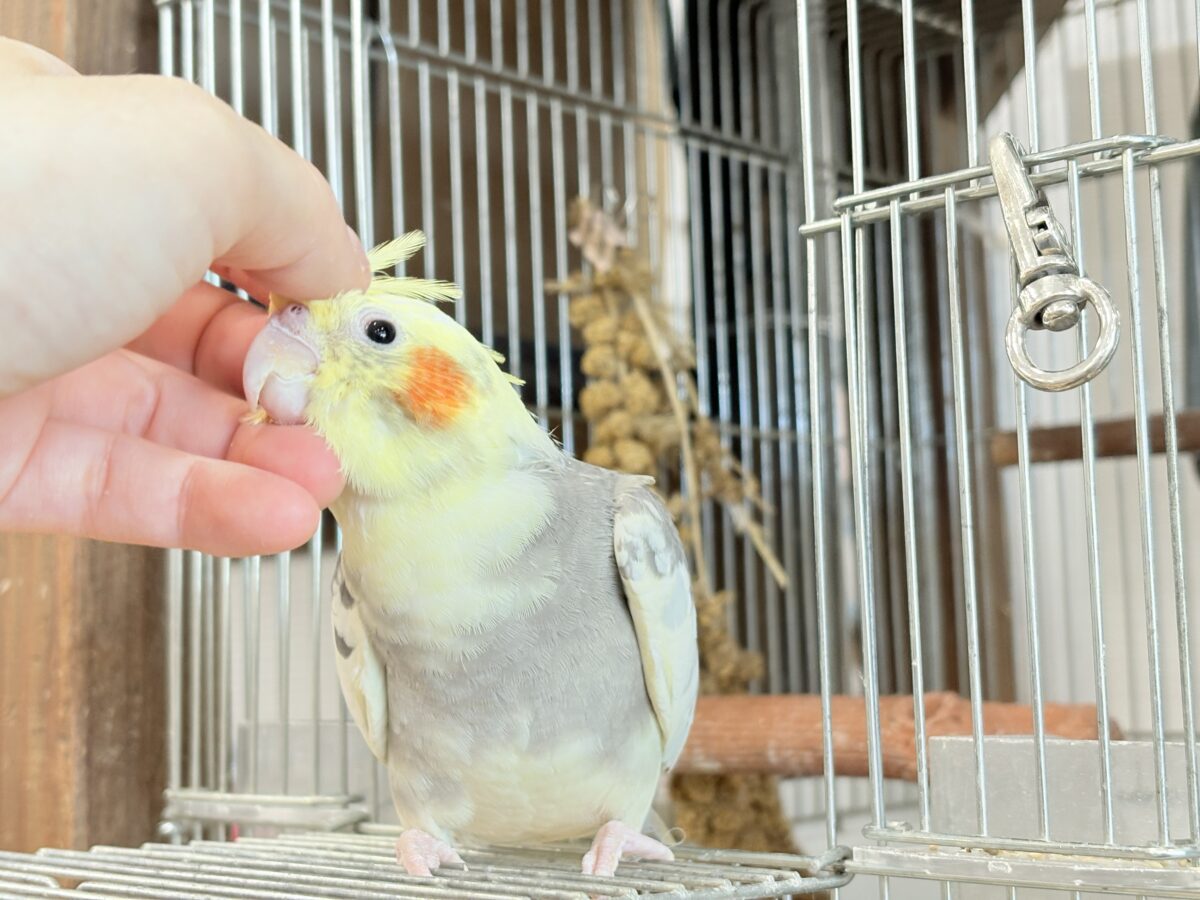 オカメインコ