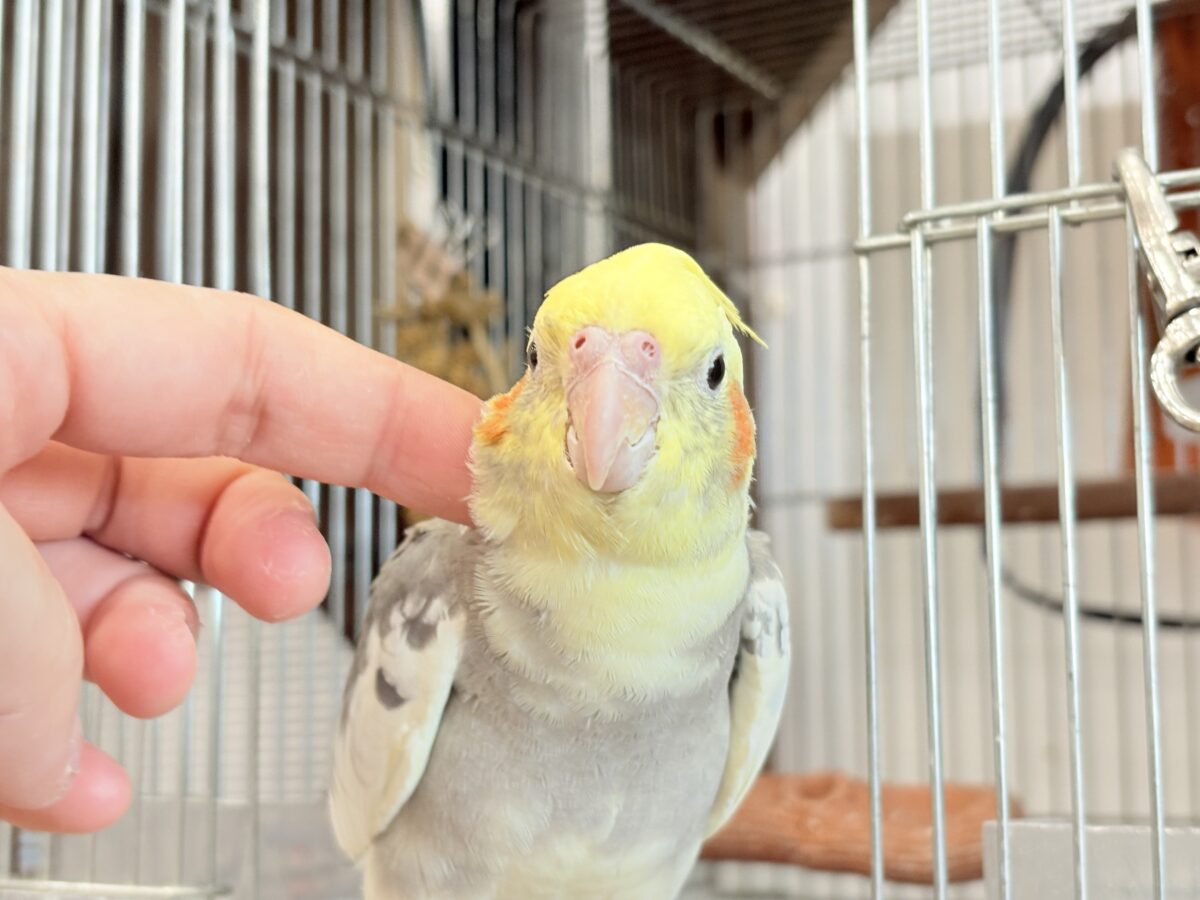 オカメインコ
