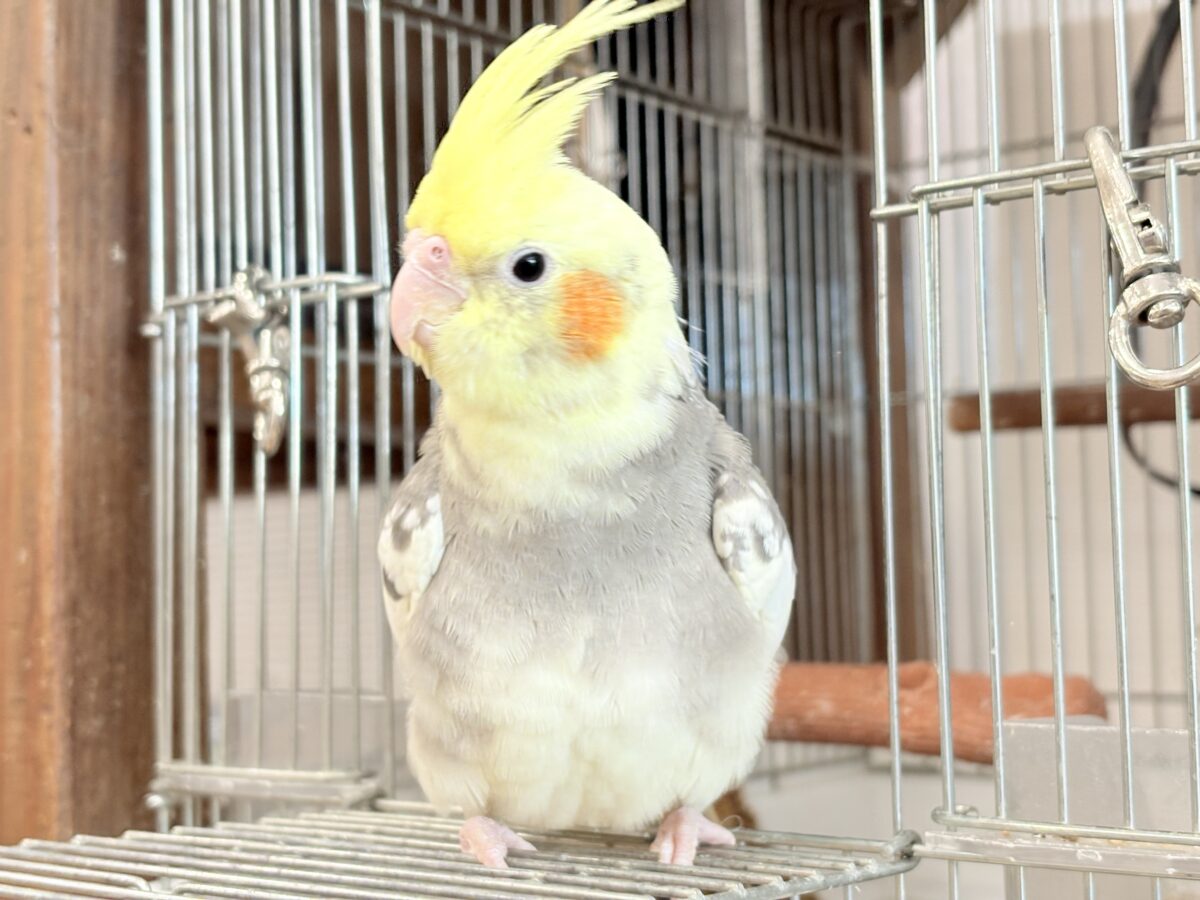 オカメインコ