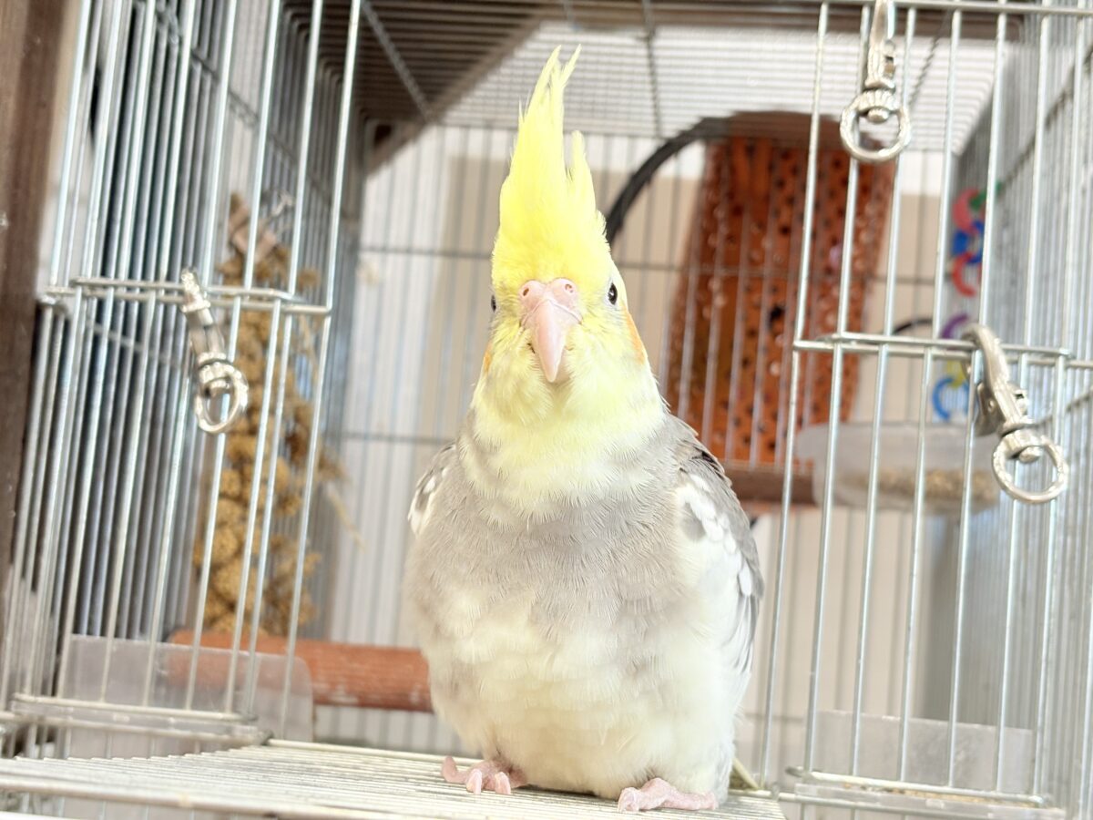 オカメインコ