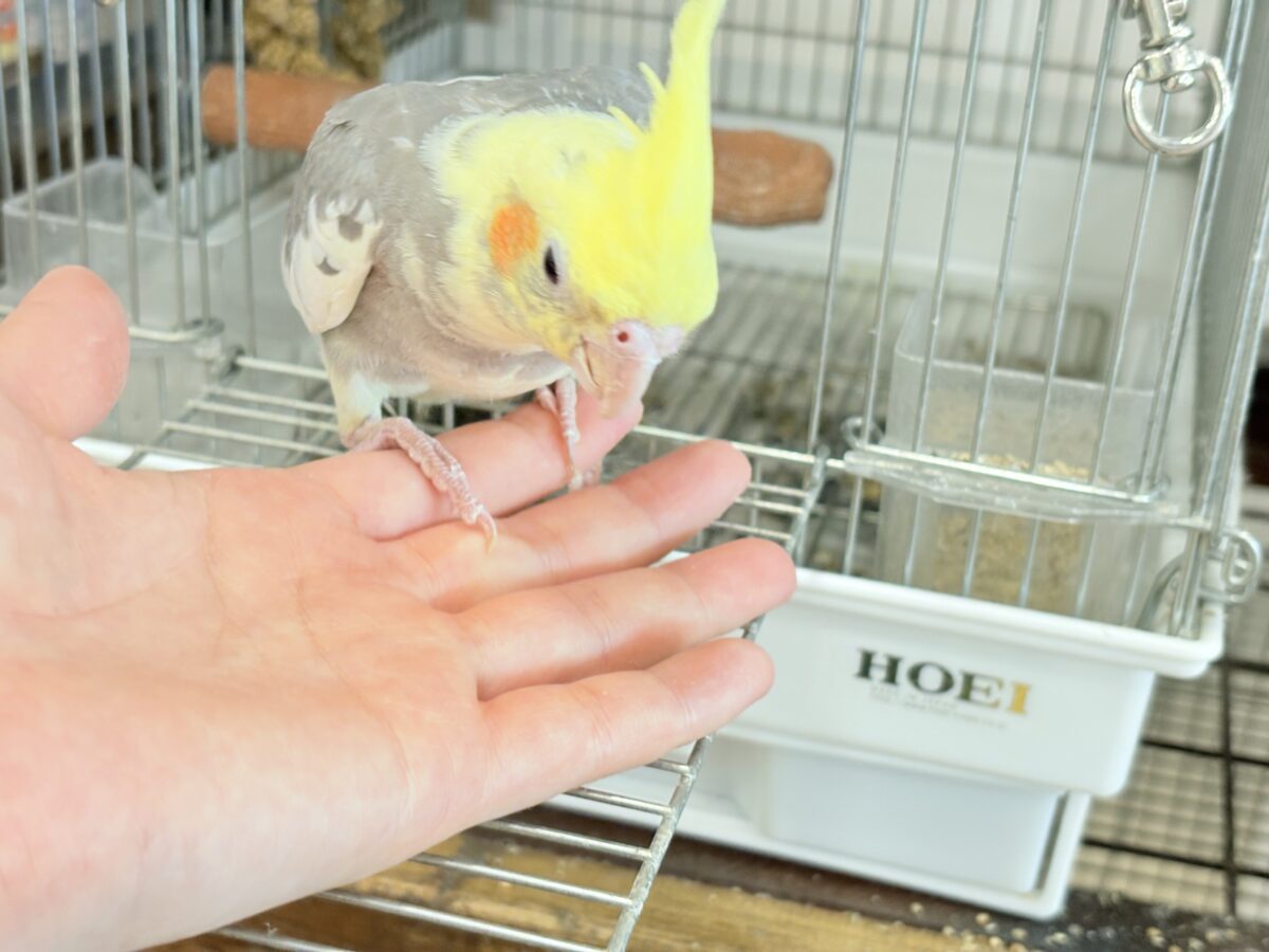 オカメインコ