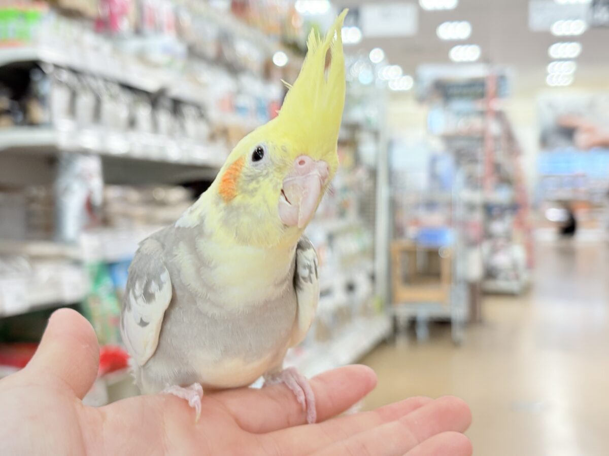 オカメインコ