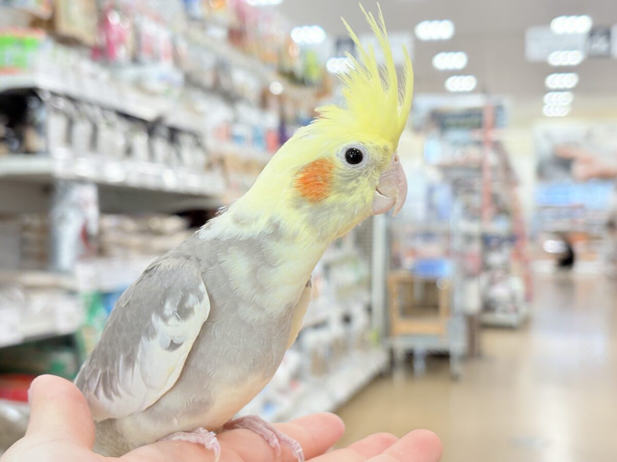 オカメインコ