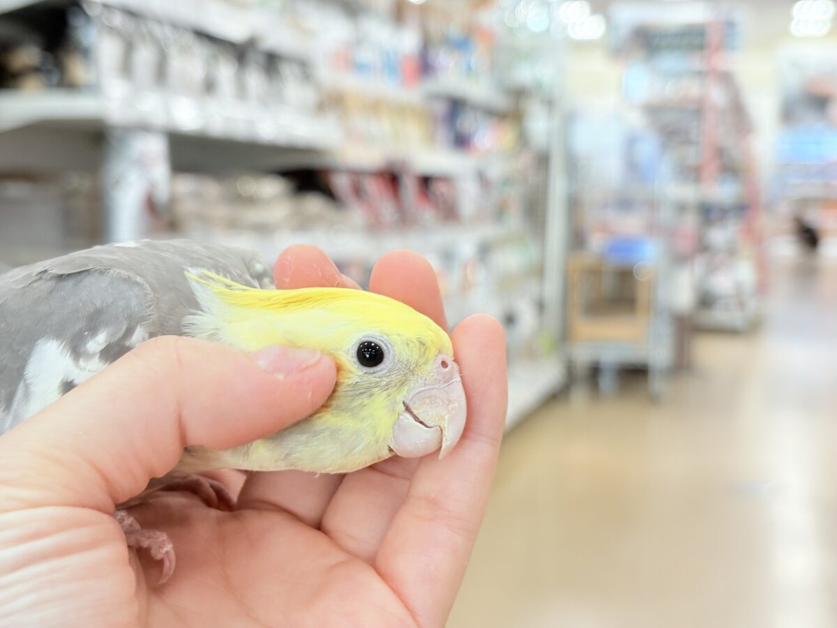 オカメインコ