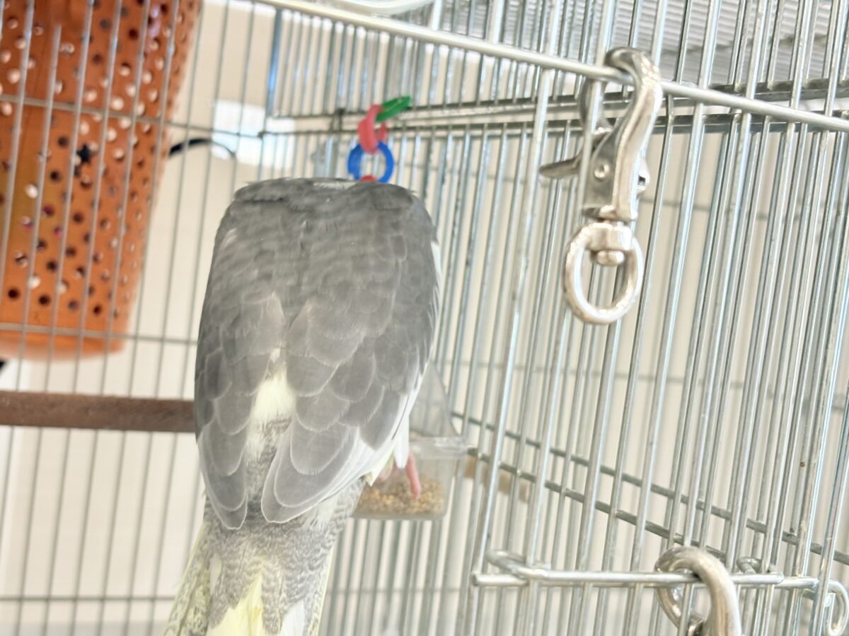 オカメインコ
