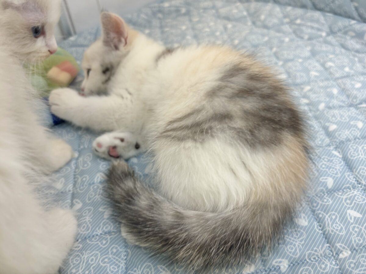 ミックス猫