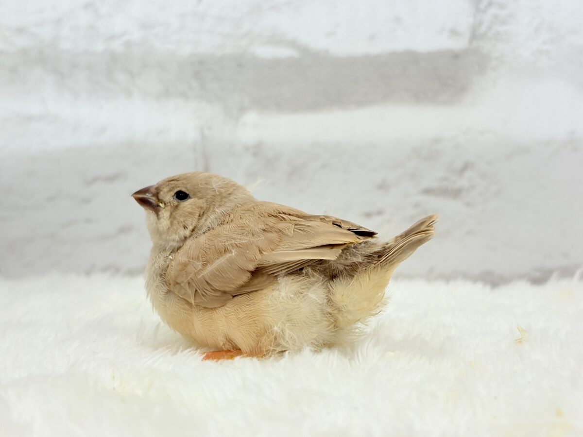 むっちむちのラテカラー🐥☕️ジャンボキンカチョウ(フォーン) ヒナ ジャンボキンカチョウ