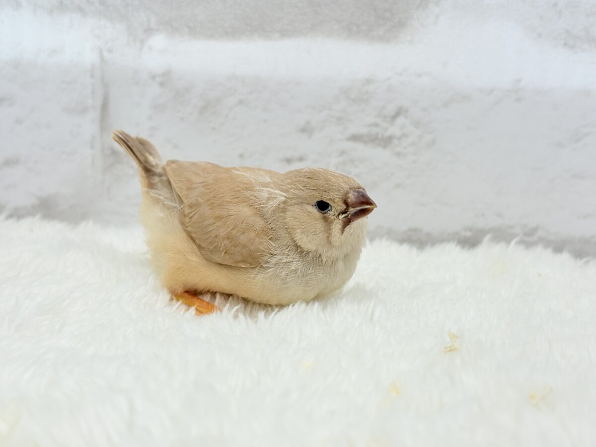 むっちむちのラテカラー🐥☕️ジャンボキンカチョウ(フォーン) ヒナ ジャンボキンカチョウ