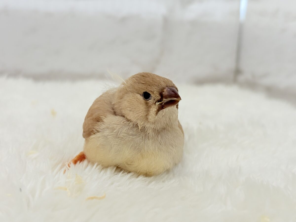 むっちむちのラテカラー🐥☕️ジャンボキンカチョウ(フォーン) ヒナ ジャンボキンカチョウ