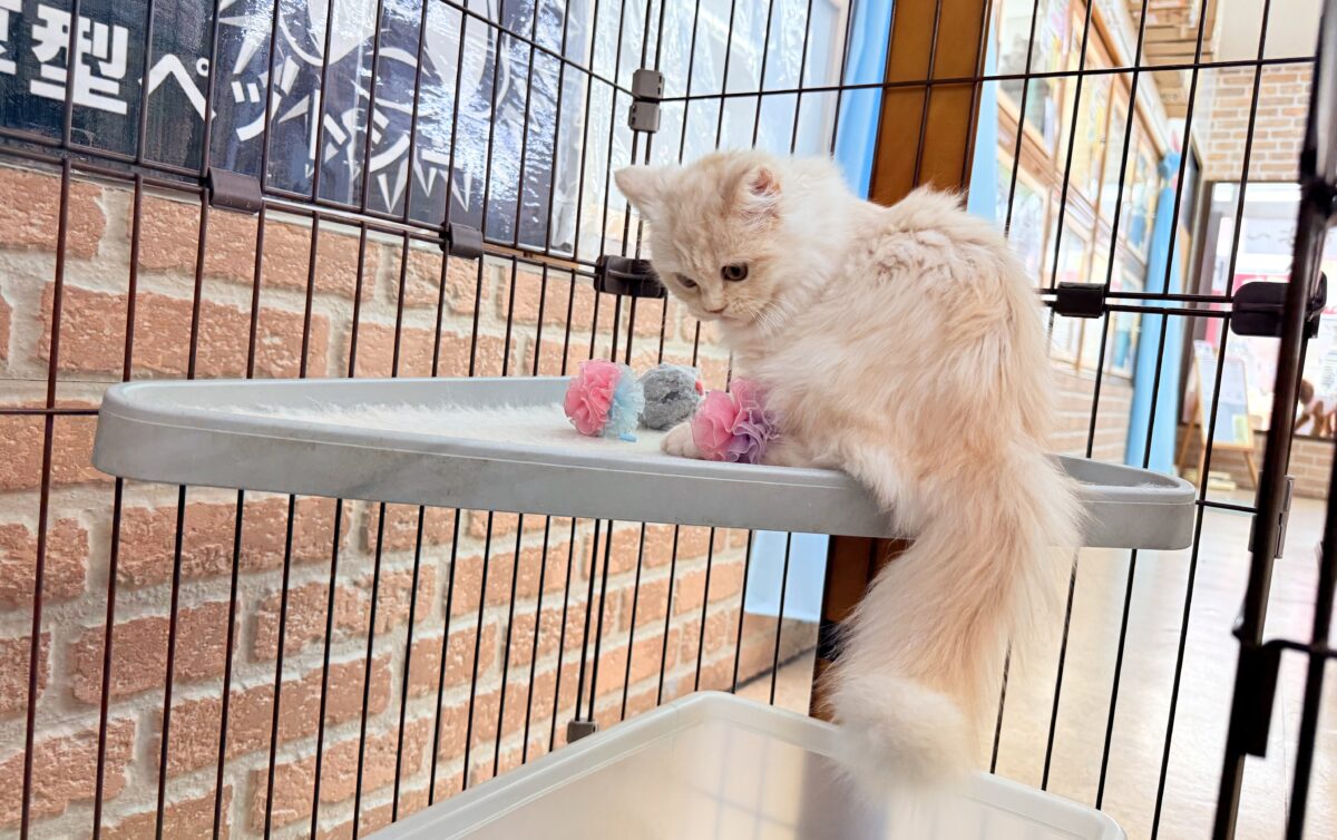 ミヌエット