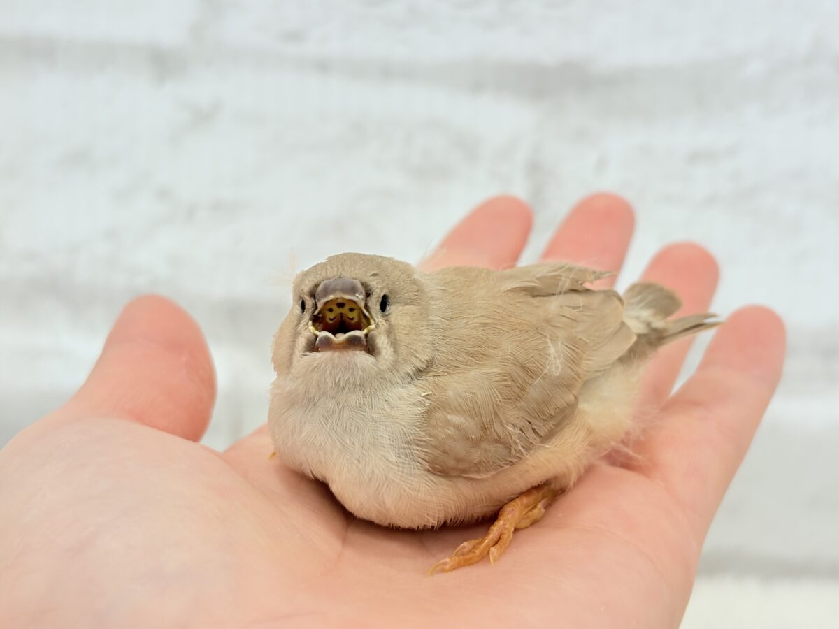むっちむちのラテカラー🐥☕️ジャンボキンカチョウ(フォーン) ヒナ ジャンボキンカチョウ
